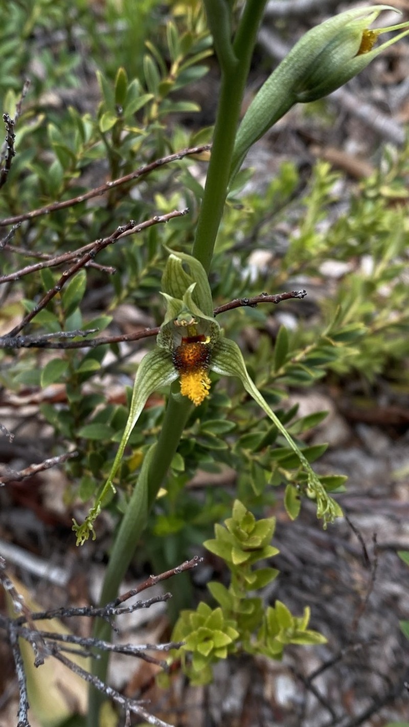 Bipinnula volkmannii photo 4