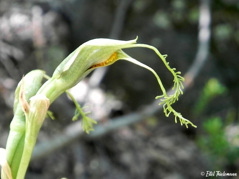 Bipinnula volkmannii photo 5