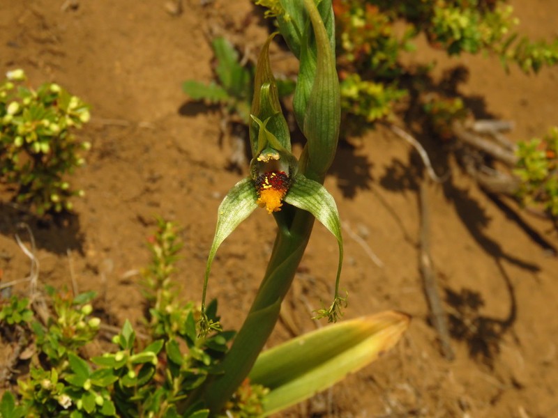 Bipinnula volkmannii photo 6
