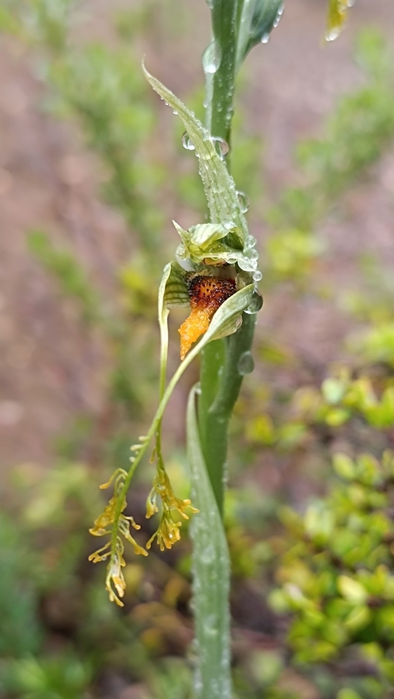 Bipinnula volkmannii photo 8