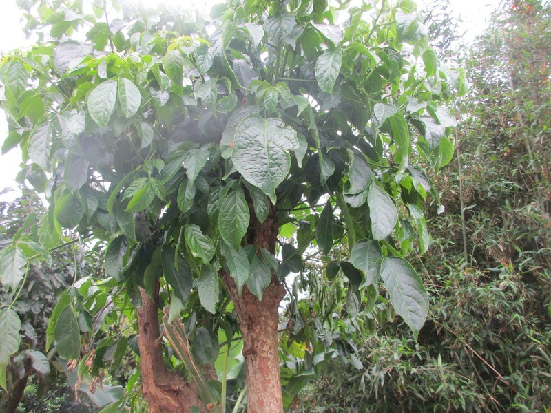 Javanese Bishopwood photo 3