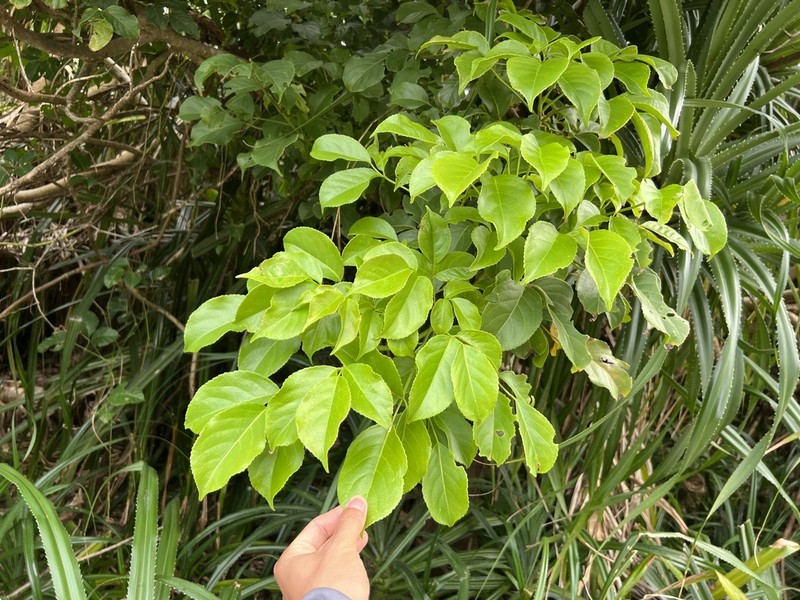 Javanese Bishopwood photo 6
