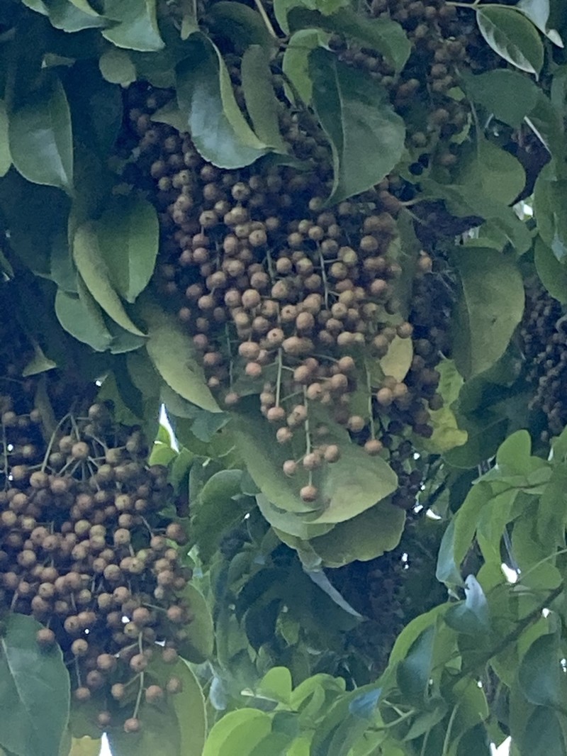 Javanese Bishopwood photo 7