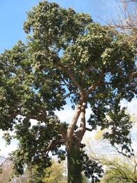 Javanese Bishopwood