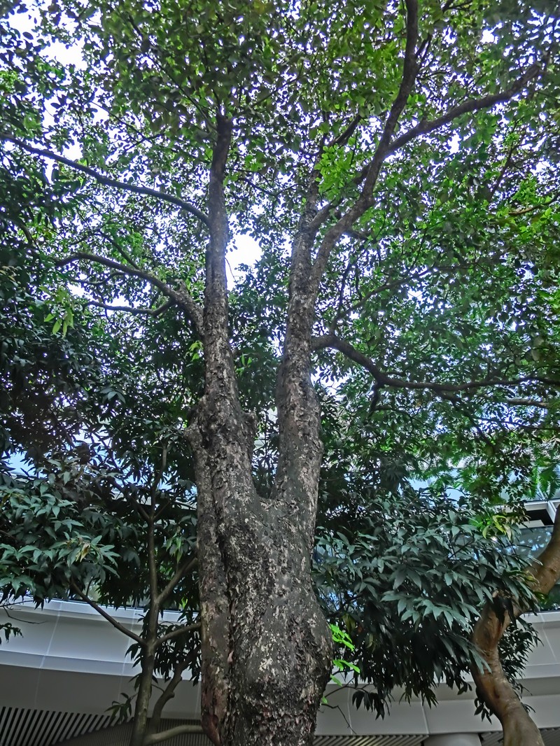 Bischofia polycarpa