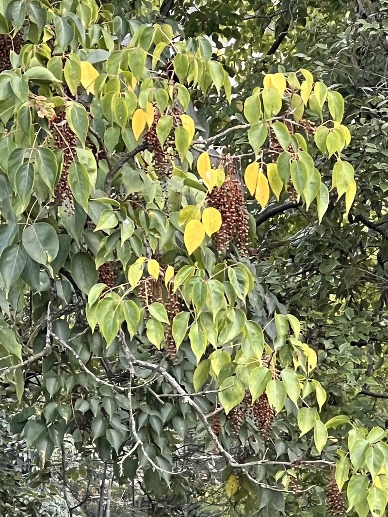 Bischofia polycarpa photo 3