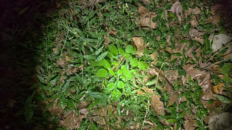 Bischofia polycarpa photo 6