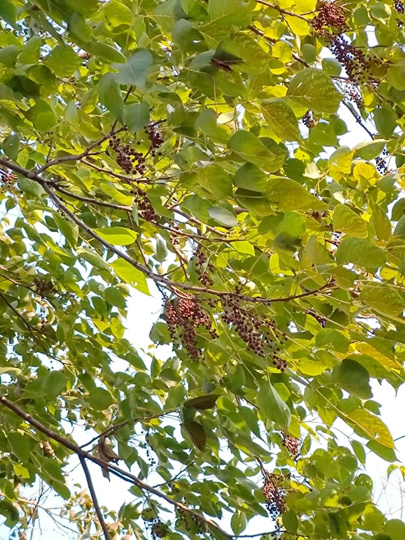 Bischofia polycarpa photo 7