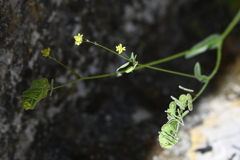 Biscutella didyma var. didyma