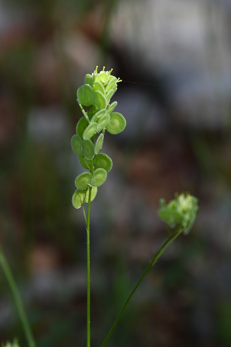 Biscutella didyma var. didyma photo 2