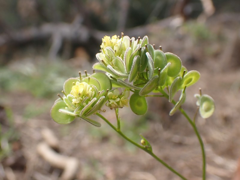 Biscutella didyma var. didyma photo 3