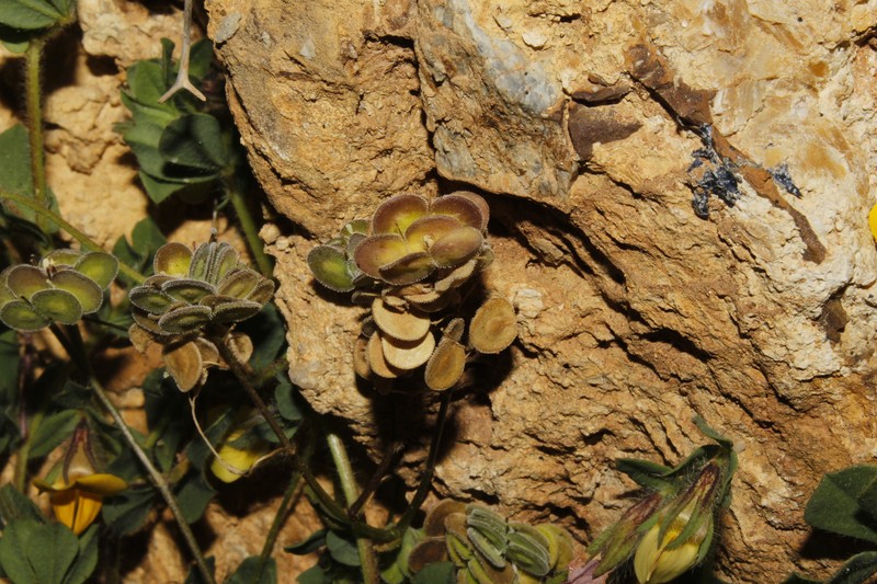 Biscutella didyma var. didyma photo 4
