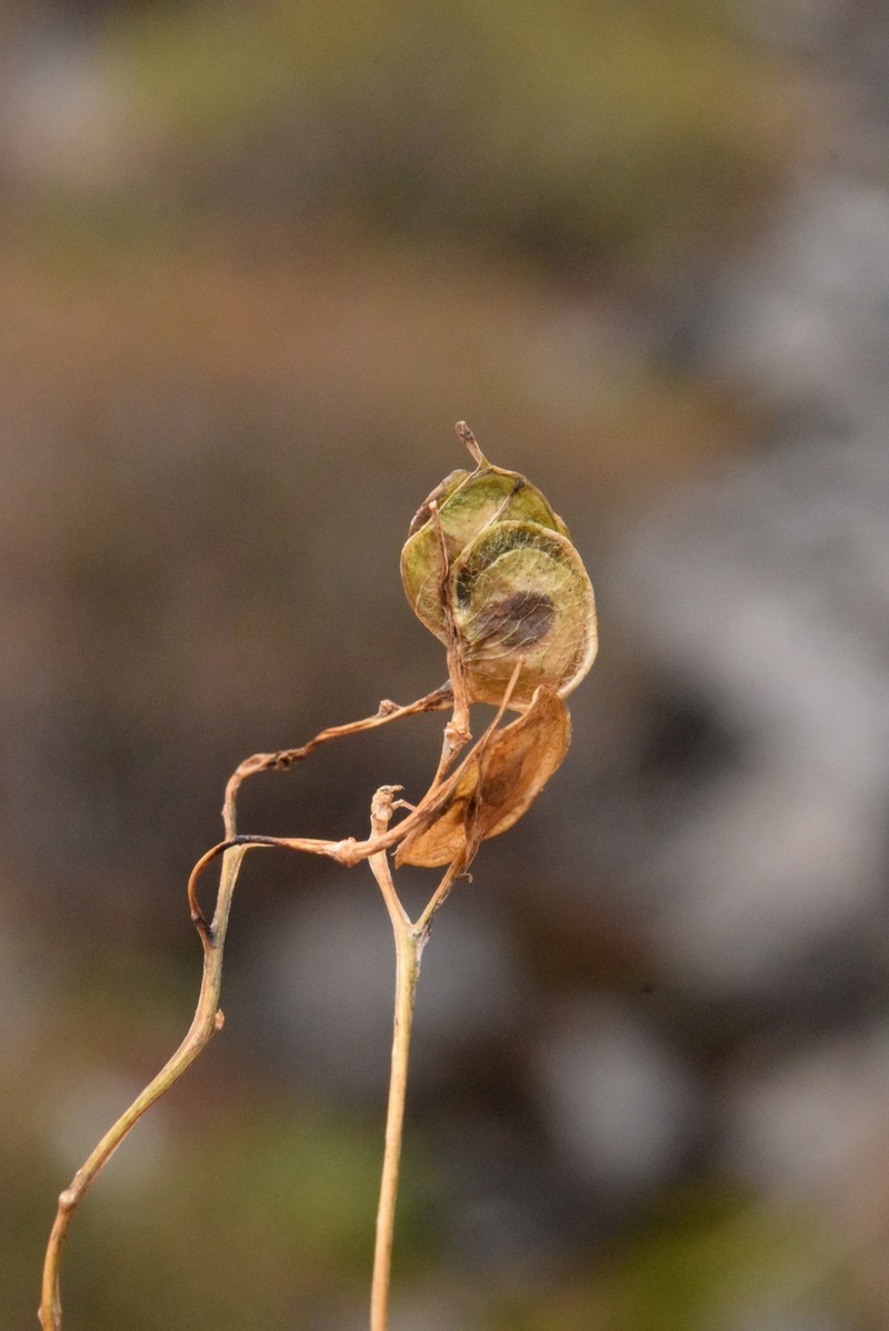 Biscutella laevigata subsp. laevigata