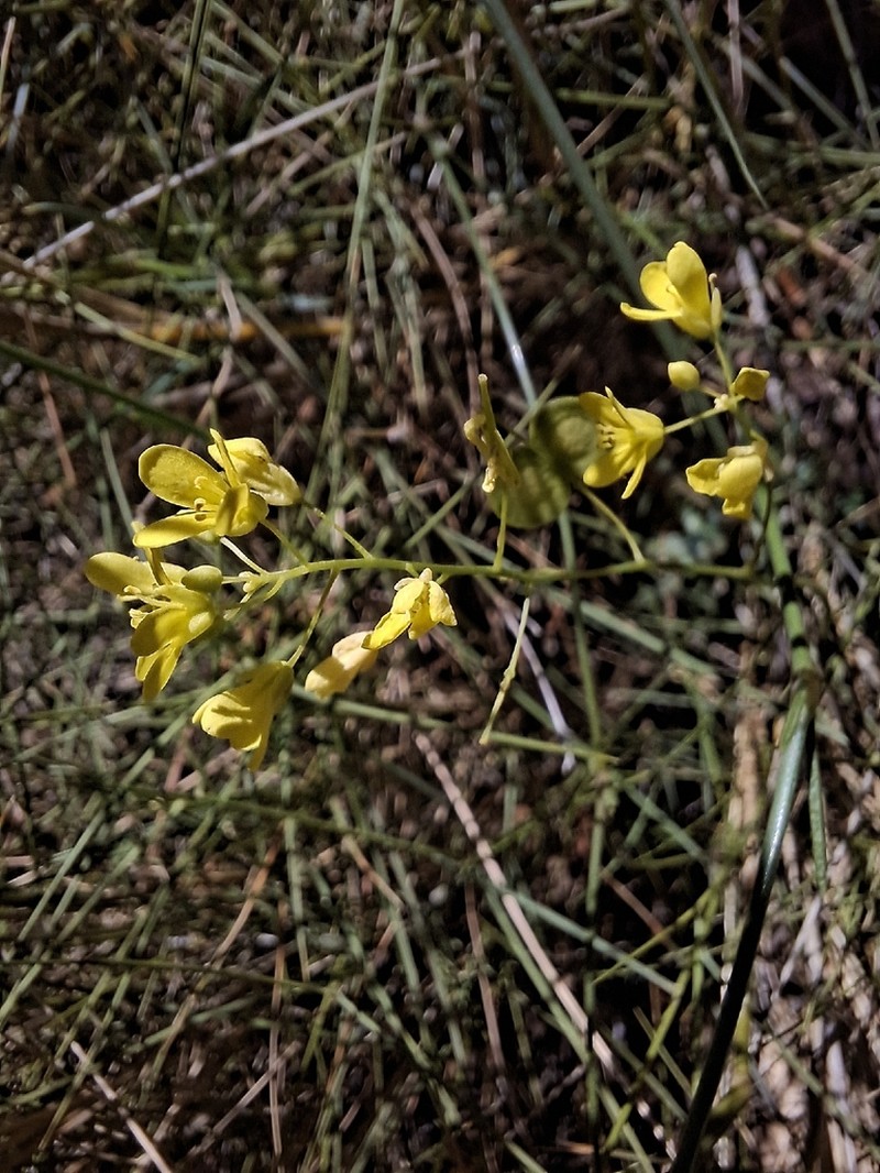 Biscutella marinae