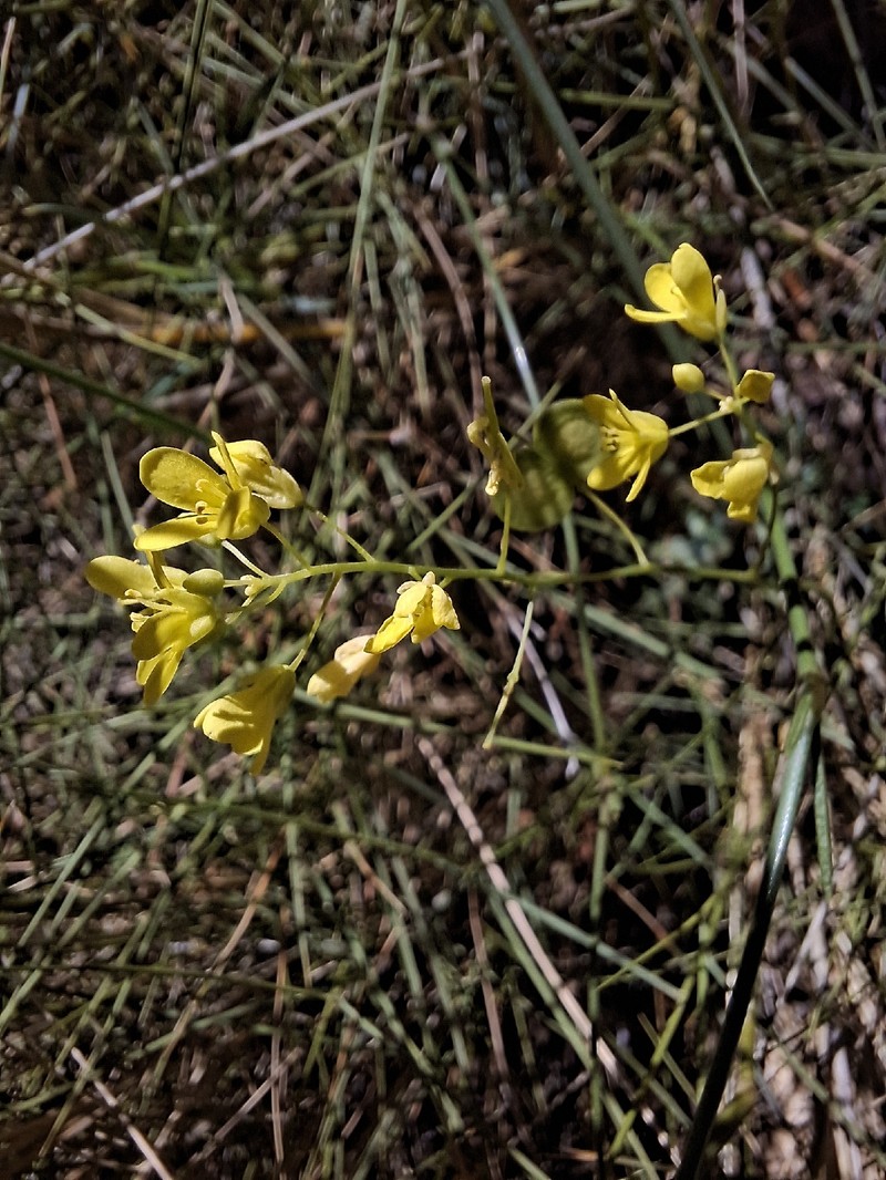 Biscutella marinae photo 2