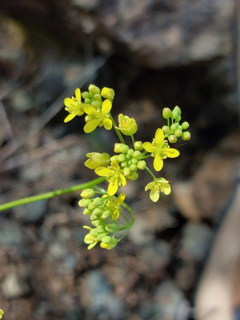 Biscutella pichiana subsp. pichiana
