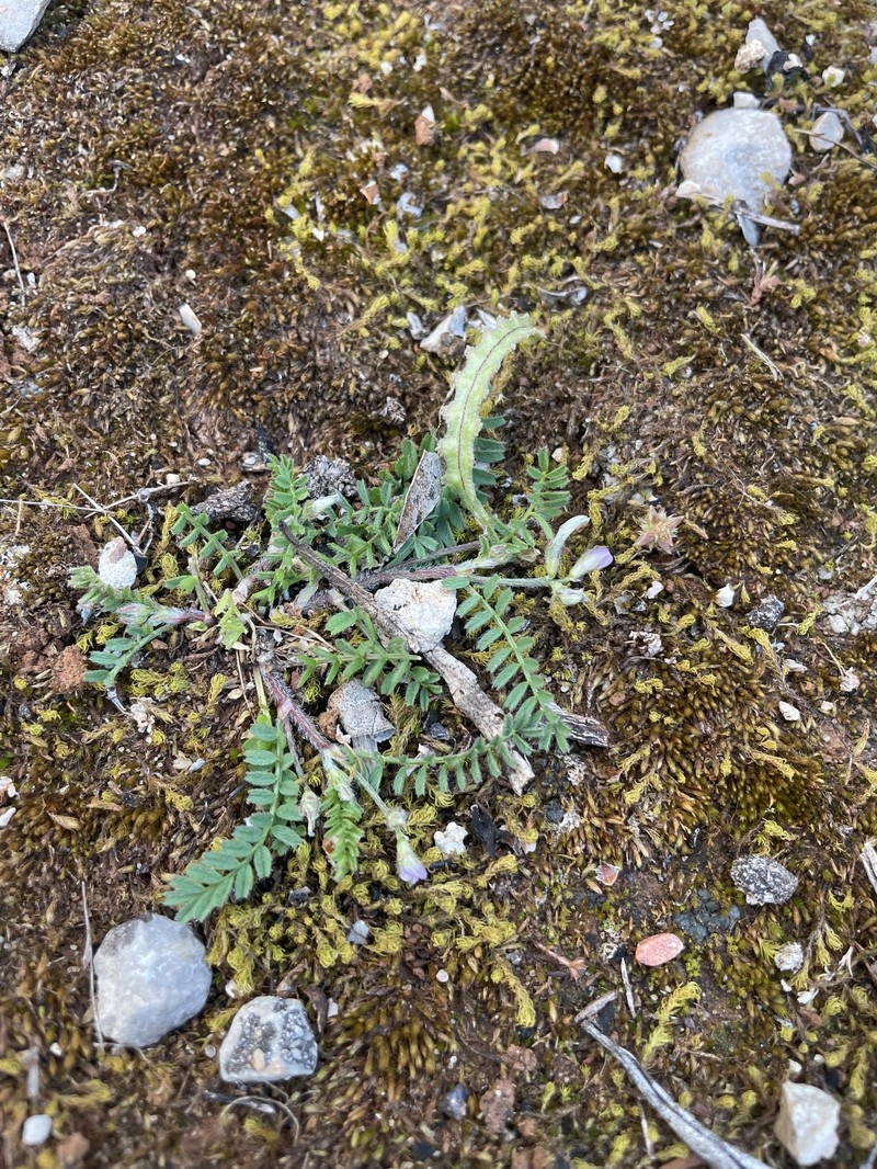 Biserrula pelecinus subsp. pelecinus photo 2