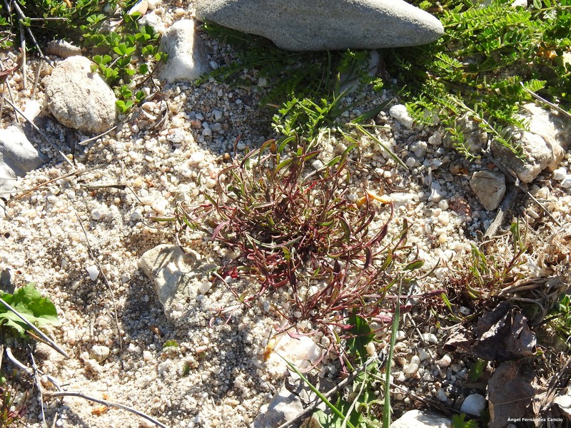 Biserrula pelecinus subsp. pelecinus photo 3