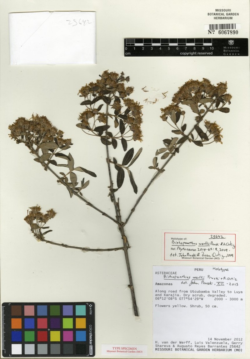 Bishopanthus werffii