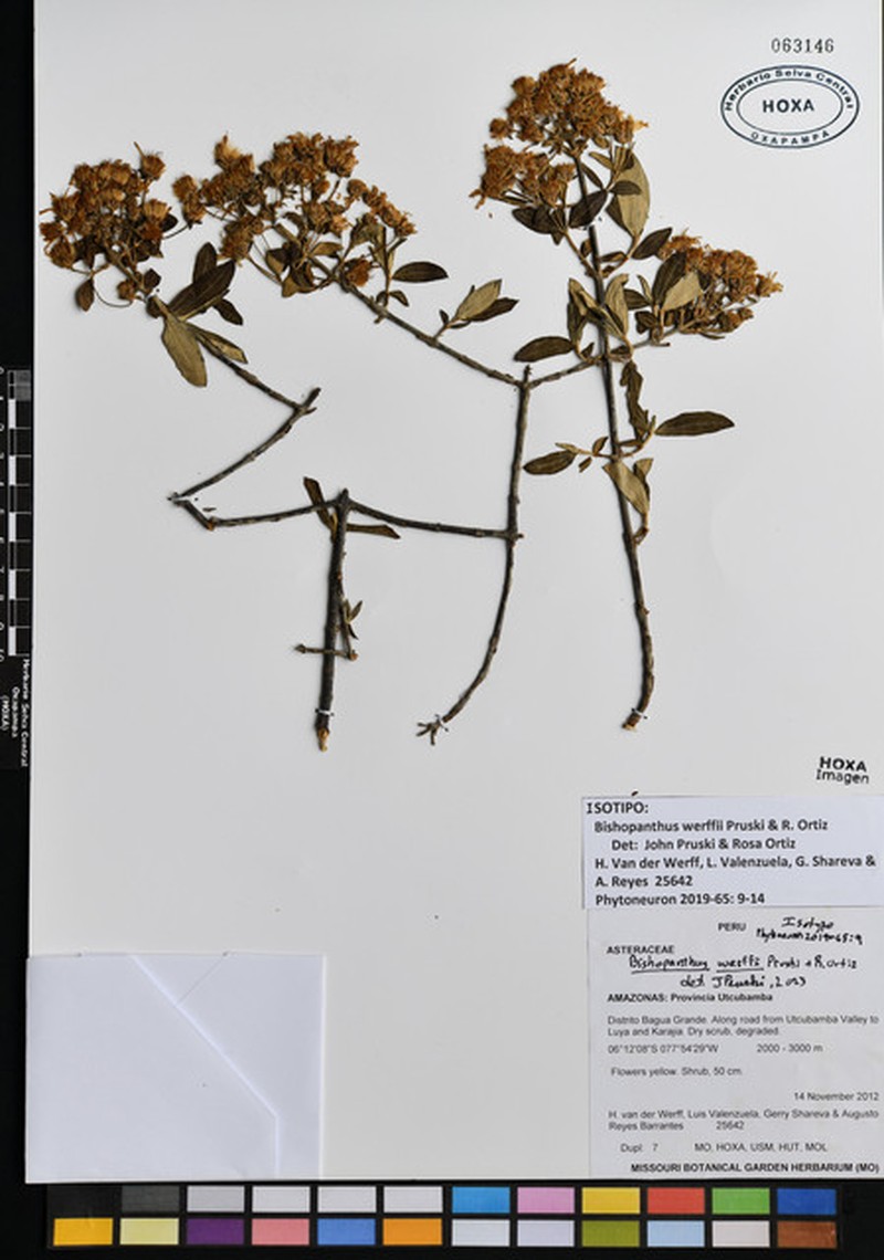 Bishopanthus werffii photo 2