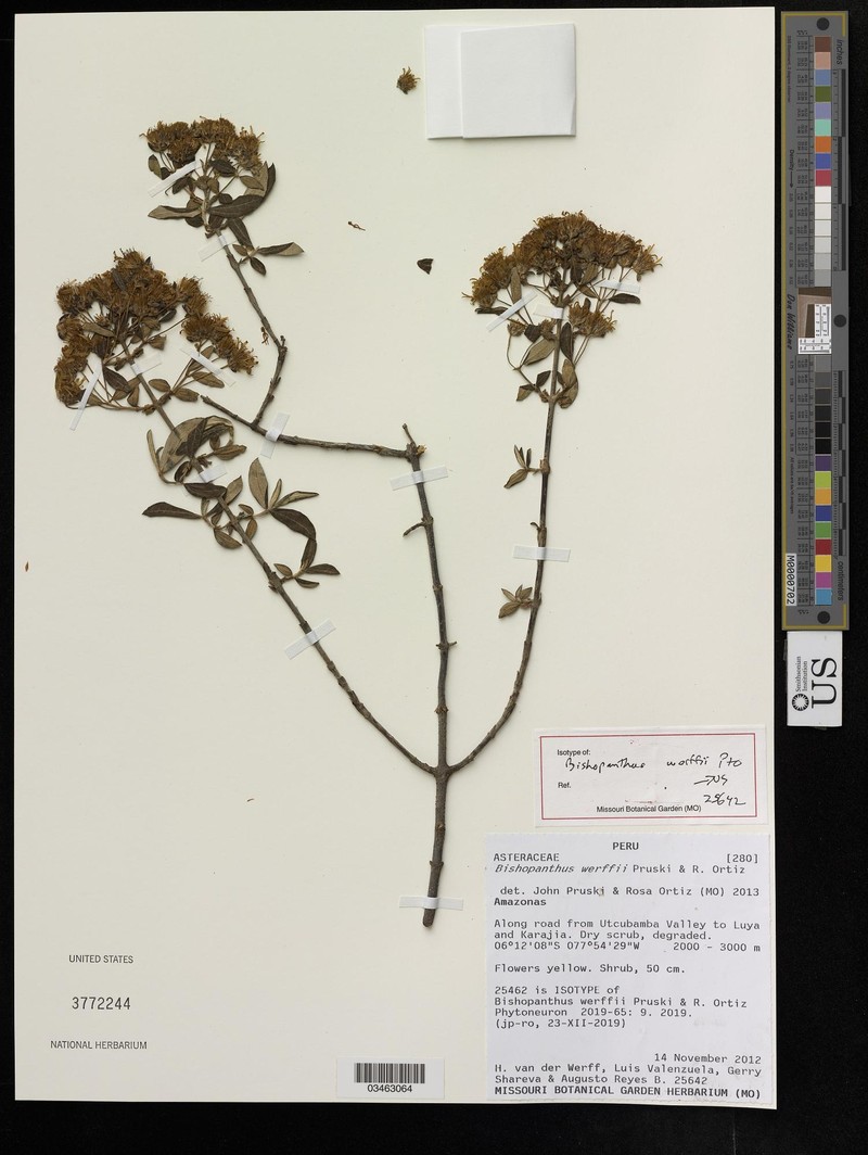 Bishopanthus werffii photo 3