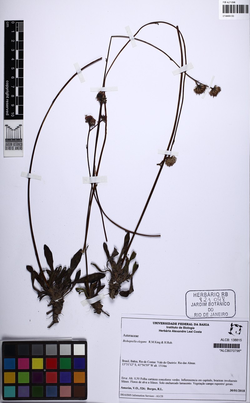 Bishopiella elegans