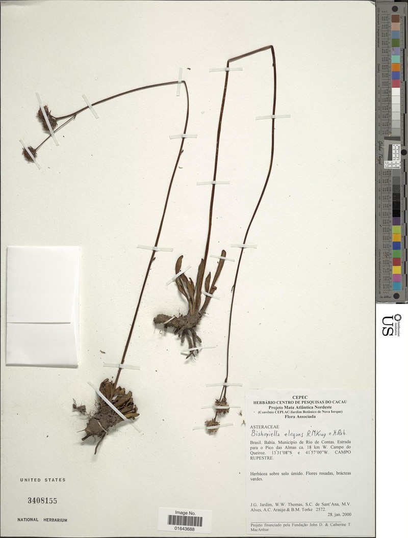 Bishopiella elegans photo 2