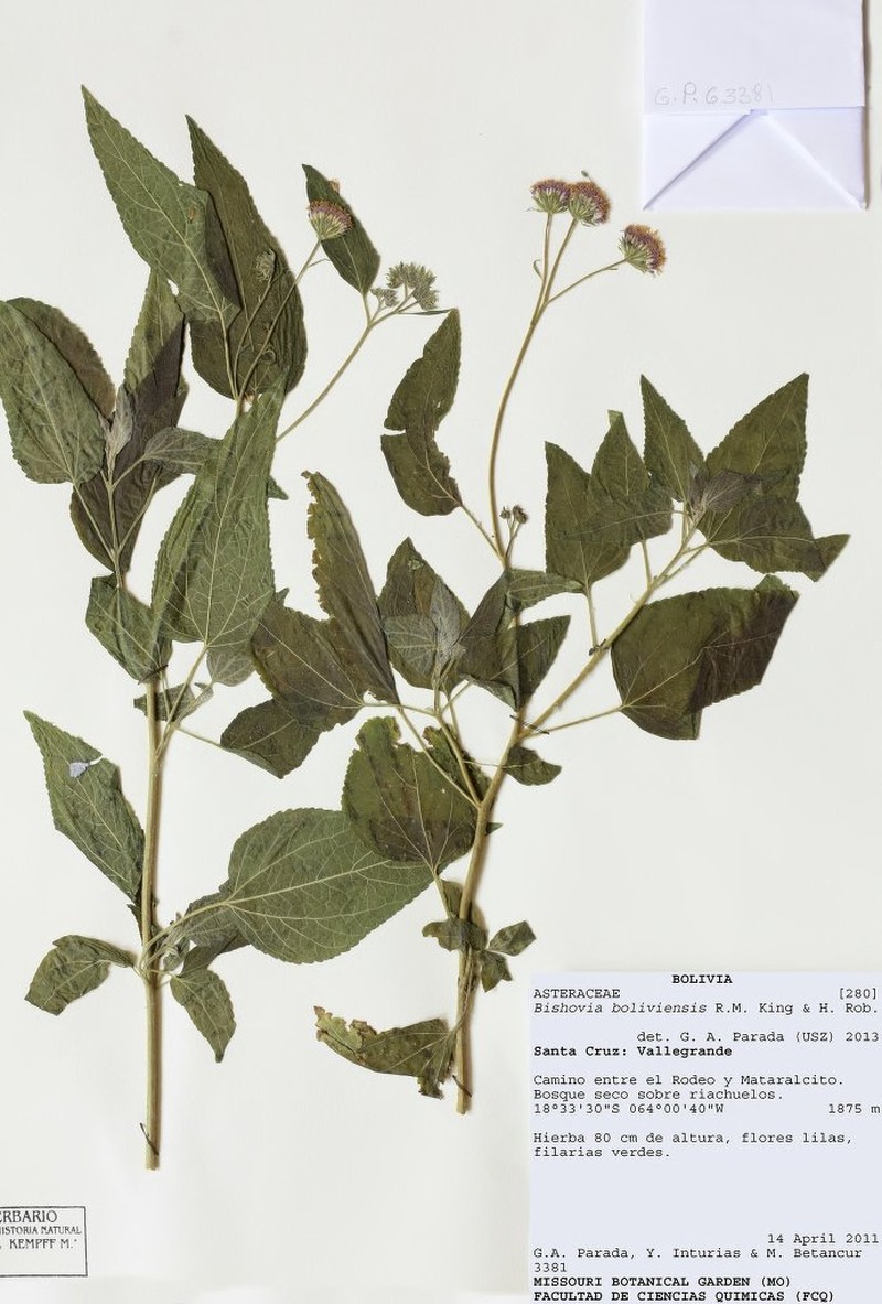 Bishovia boliviensis