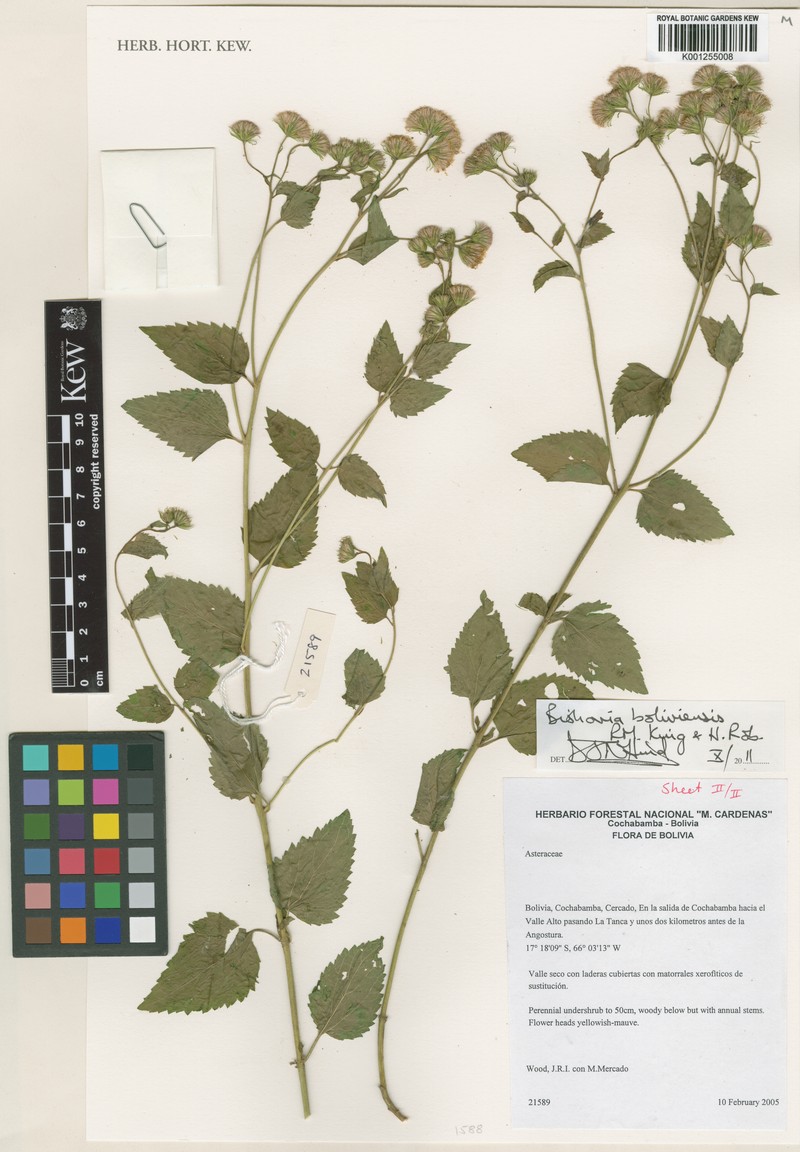 Bishovia boliviensis photo 2
