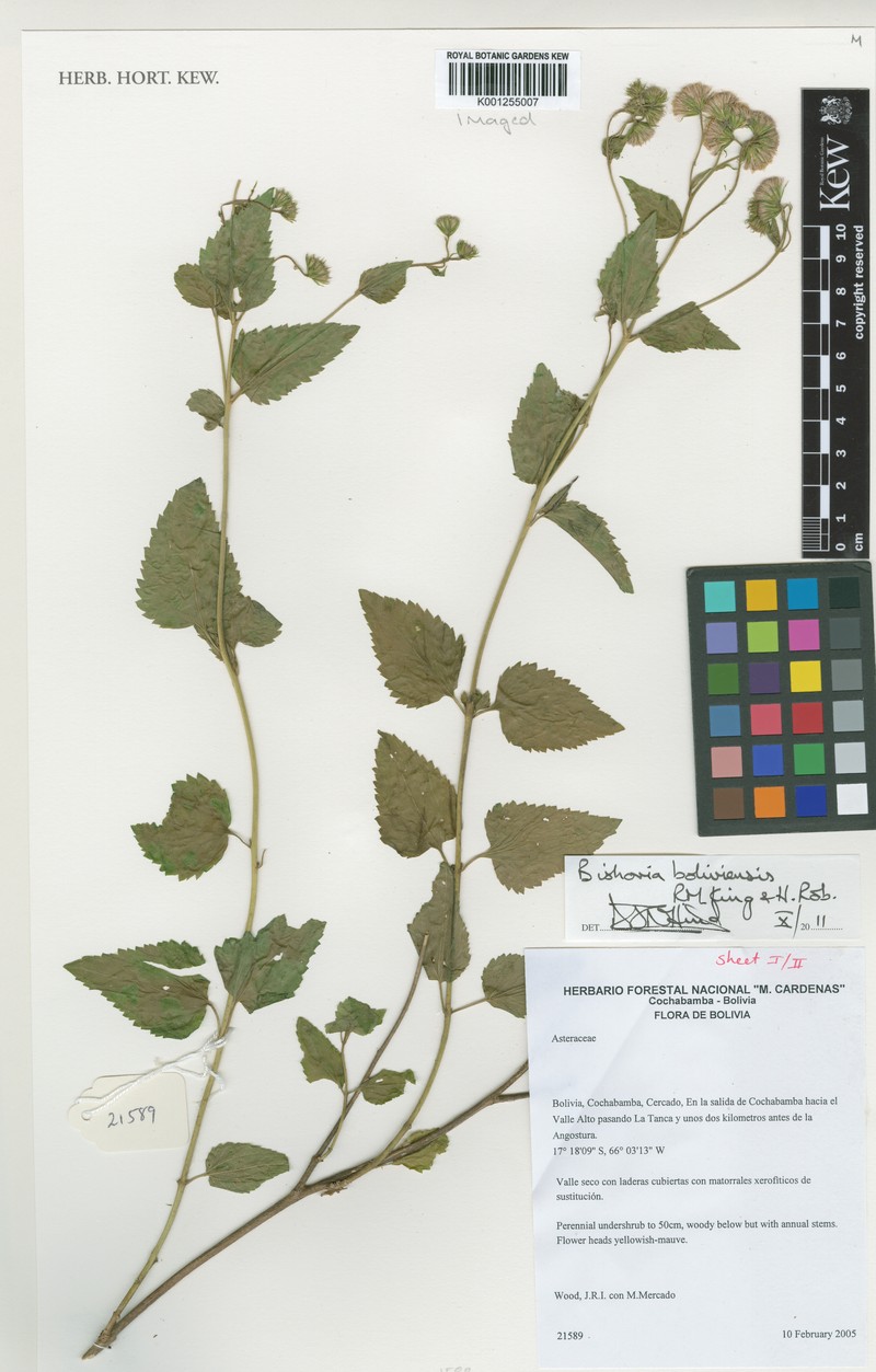 Bishovia boliviensis photo 3