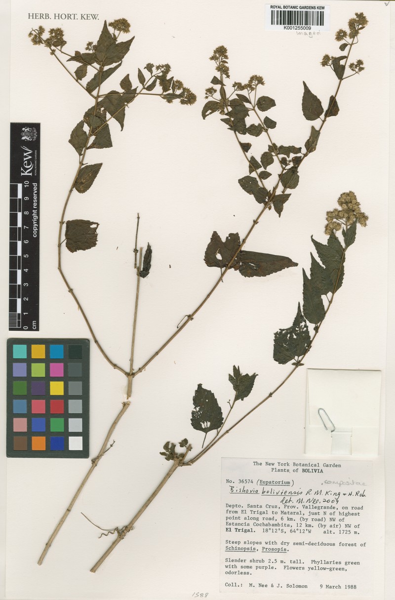 Bishovia boliviensis photo 4