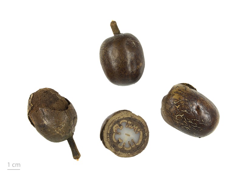Bismarckia nobilis