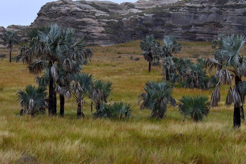 Bismarckia nobilis photo 2