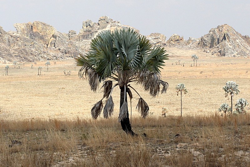 Bismarckia nobilis photo 3