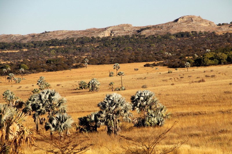 Bismarckia nobilis photo 5