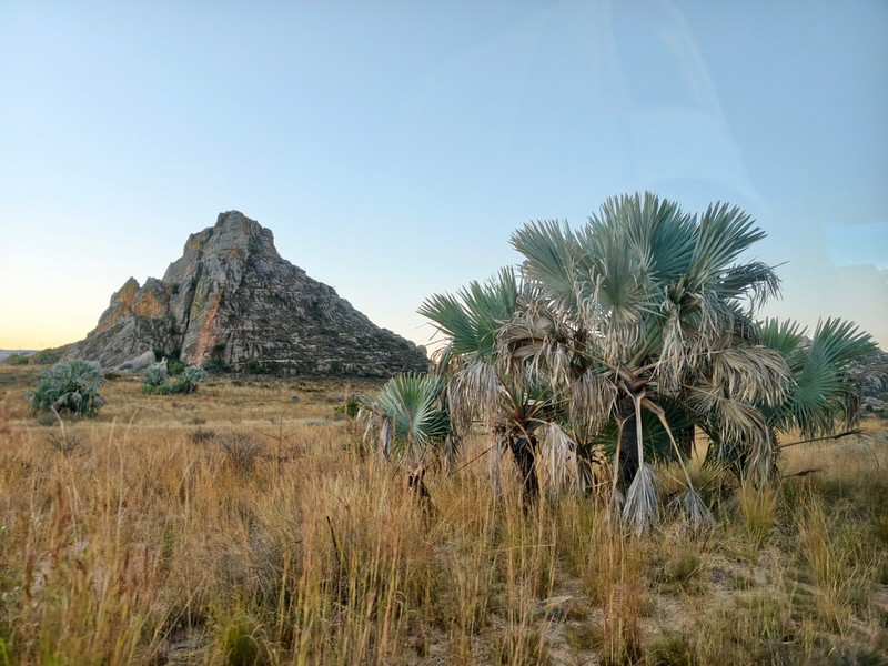 Bismarckia nobilis photo 7