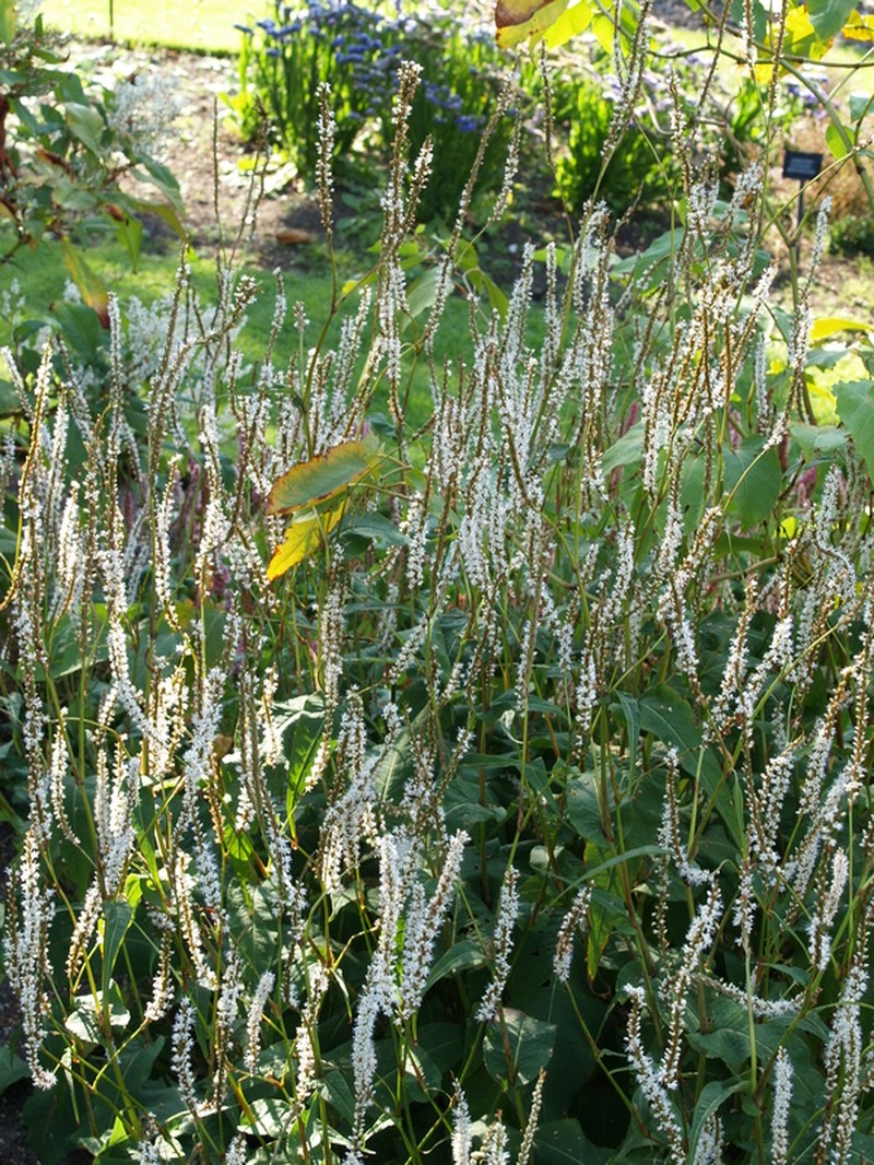Bistorta amplexicaulis var. amplexicaulis