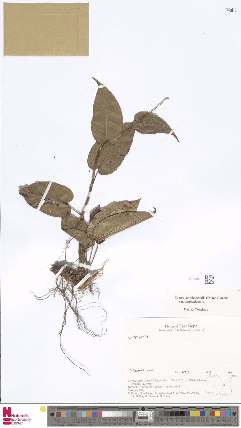 Bistorta amplexicaulis var. amplexicaulis photo 2