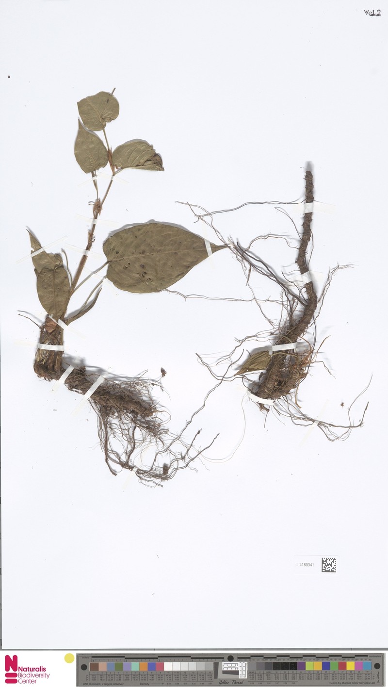 Bistorta amplexicaulis var. amplexicaulis photo 3