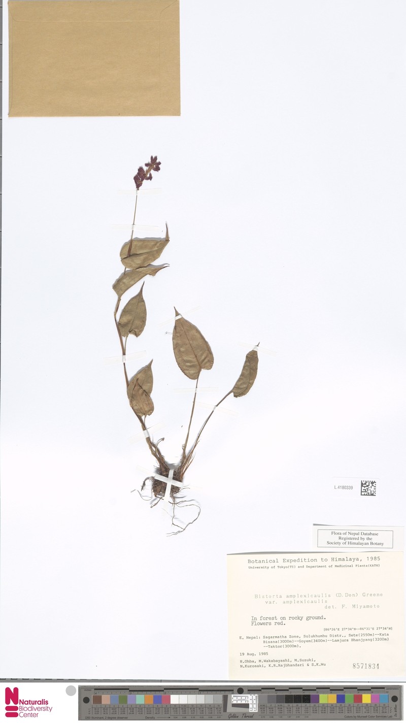 Bistorta amplexicaulis var. amplexicaulis photo 4