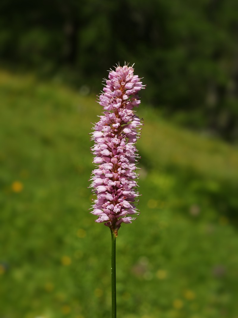 Meadow Bistort photo 4