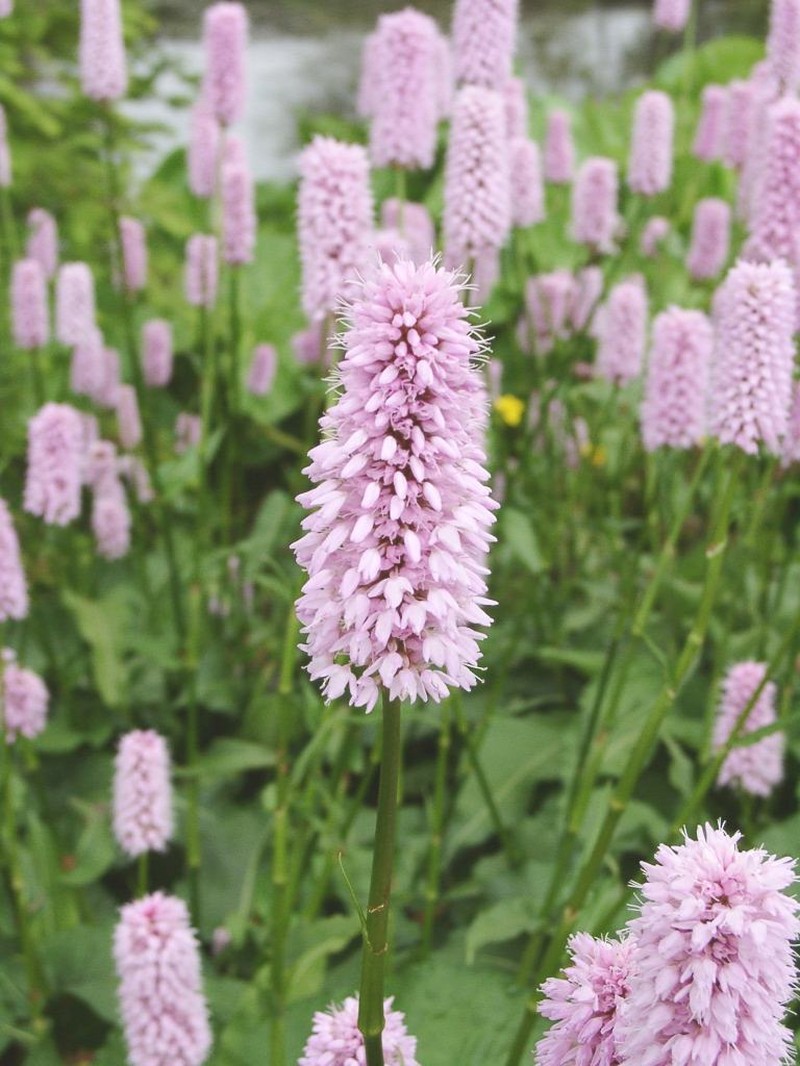 Meadow Bistort photo 5