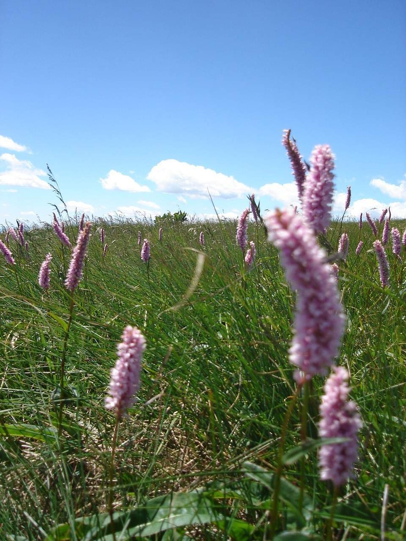 Meadow Bistort photo 6