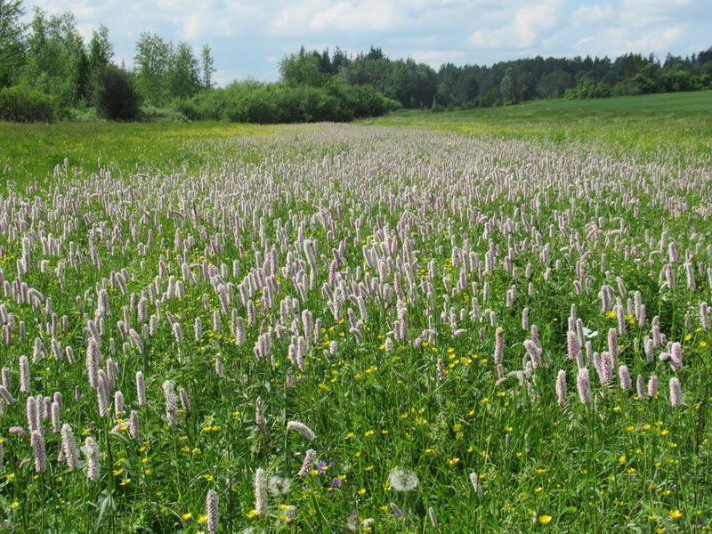 Meadow Bistort photo 8