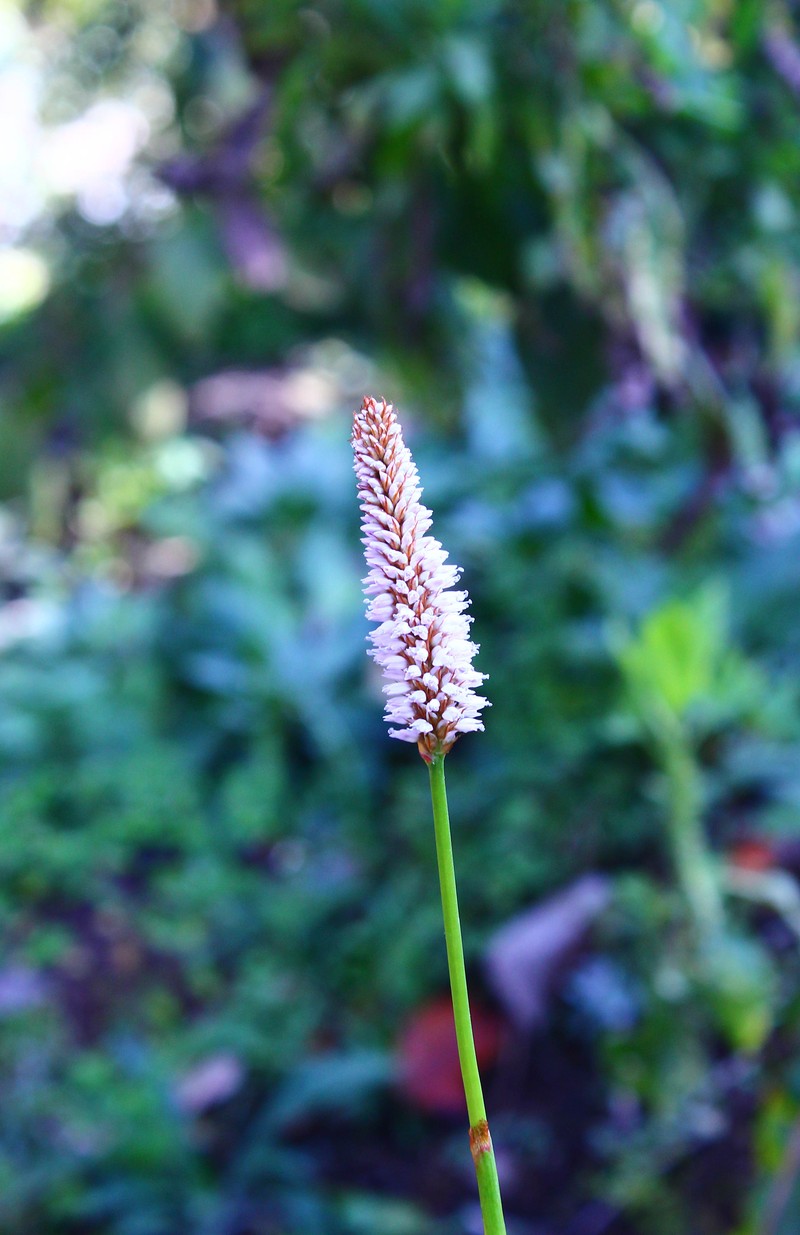 Bistorta officinalis subsp. officinalis