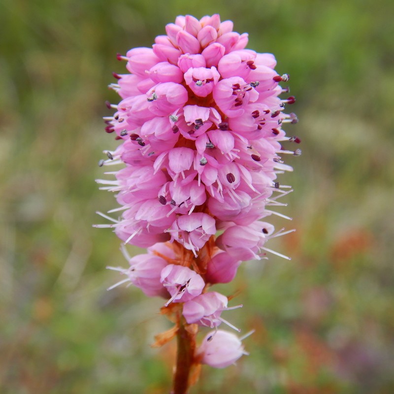 Bistorta plumosa