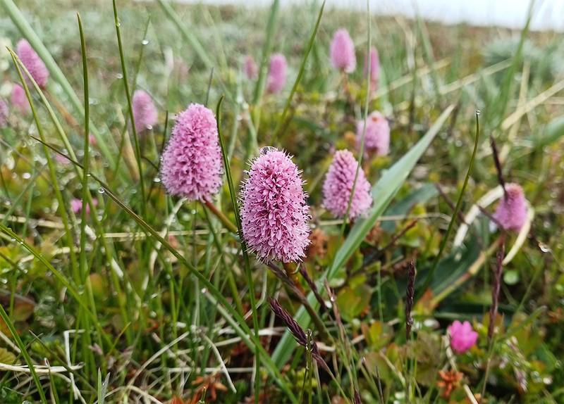 Bistorta plumosa photo 3
