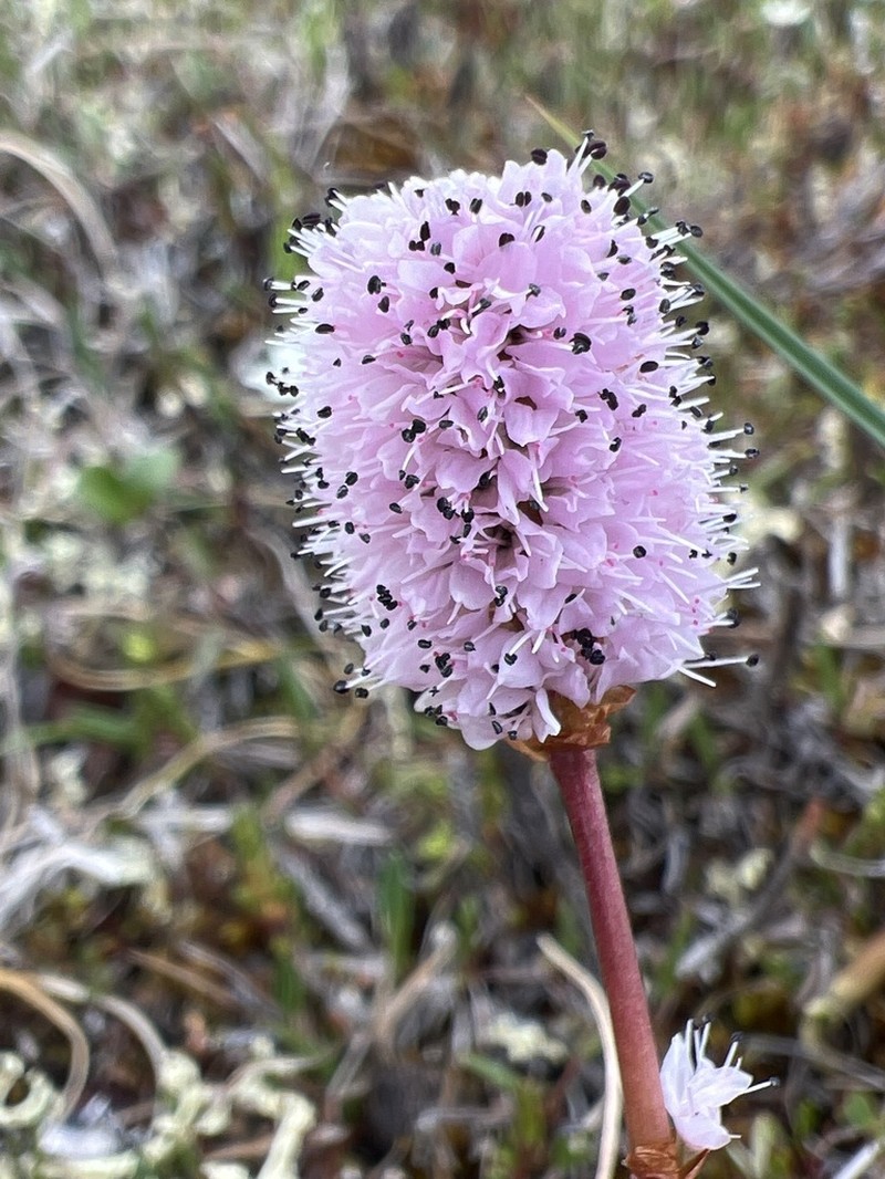 Bistorta plumosa photo 6