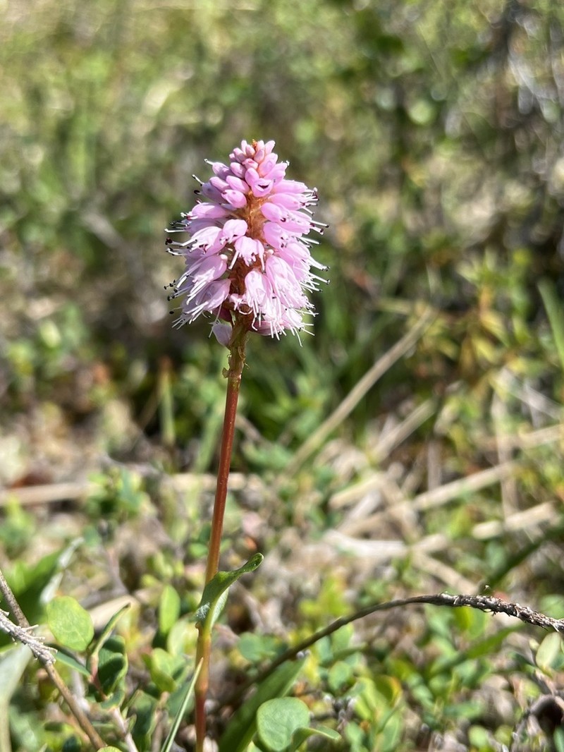 Bistorta plumosa photo 8
