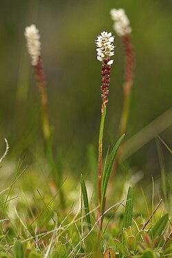 Alpine Bistort